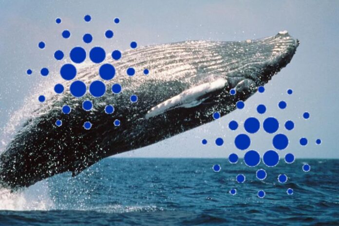 Киты Cardano накопили сотни миллионов ADA во время падения: что это может означать для рынка Киты Cardano накопили сотни миллионов ADA во время падения: что это может означать для рынка
