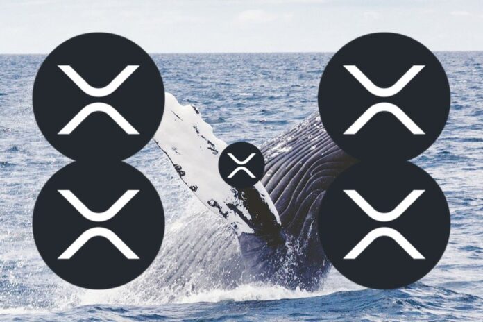 Активность китов XRP резко возросла, но количество кошельков снизилось